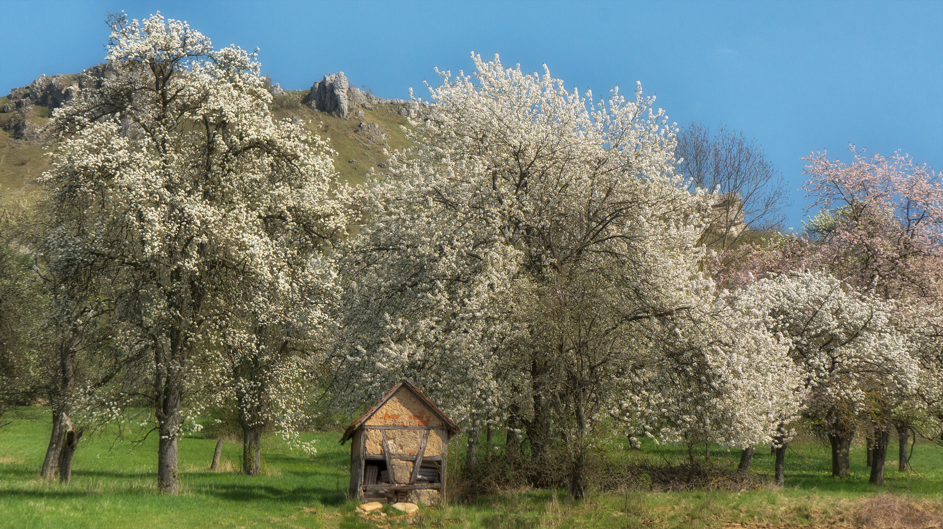 Blütenrausch