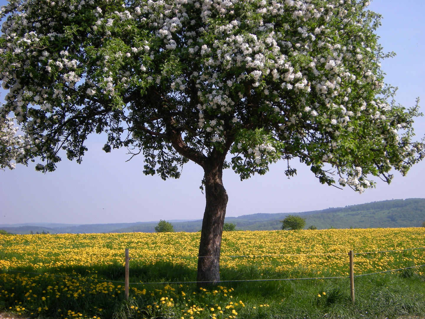 Blütenrausch