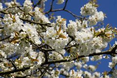 Blütenrausch im April