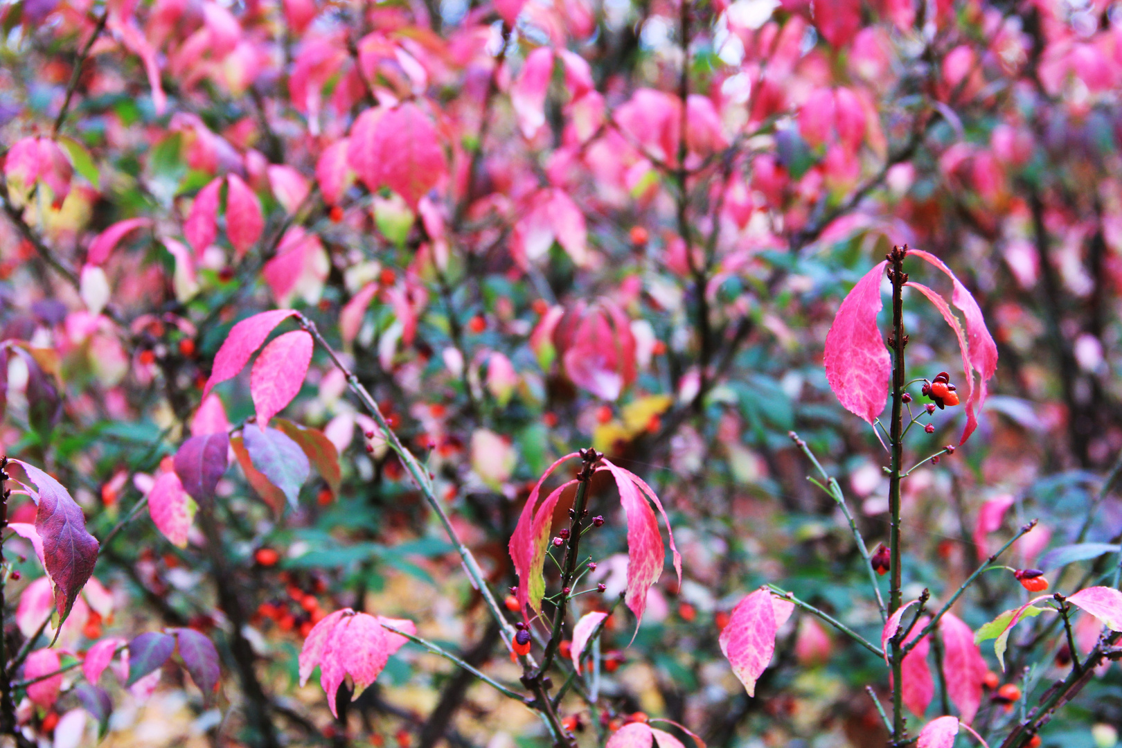 Blütenrausch im Herbstpark