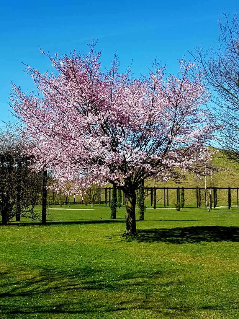 Blütenrausch im Nordstern Park 