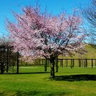 Blütenrausch im Nordstern Park 