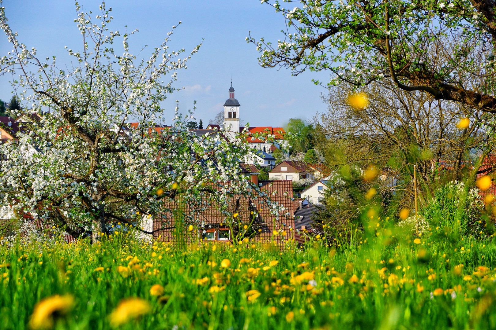 Blütenrausch in Unterensingen