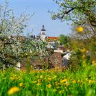 Blütenrausch in Unterensingen