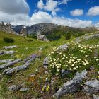 Blütenreicher Ofenpass