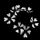 Blütenreigen in schwarz-weiß..