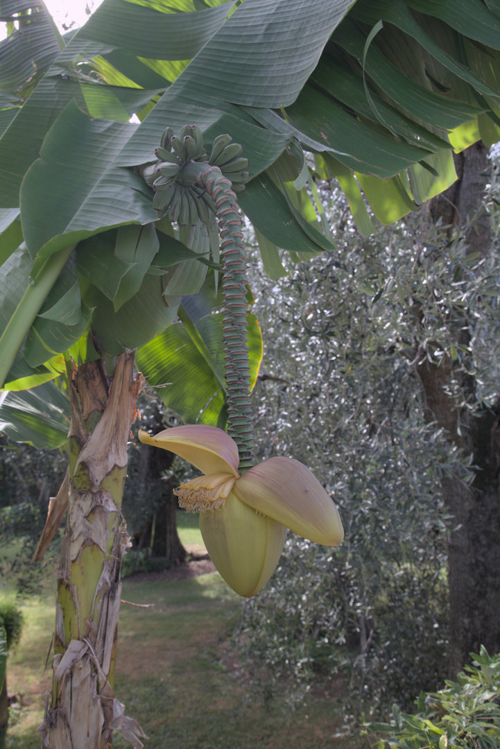 Blütenreine Banane