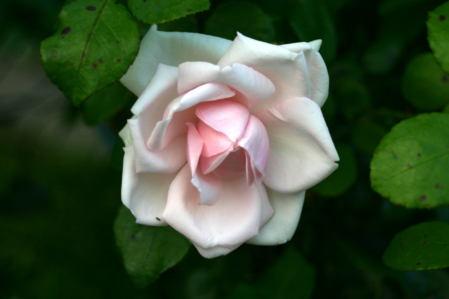 blütenreine Weis-rosé Rose