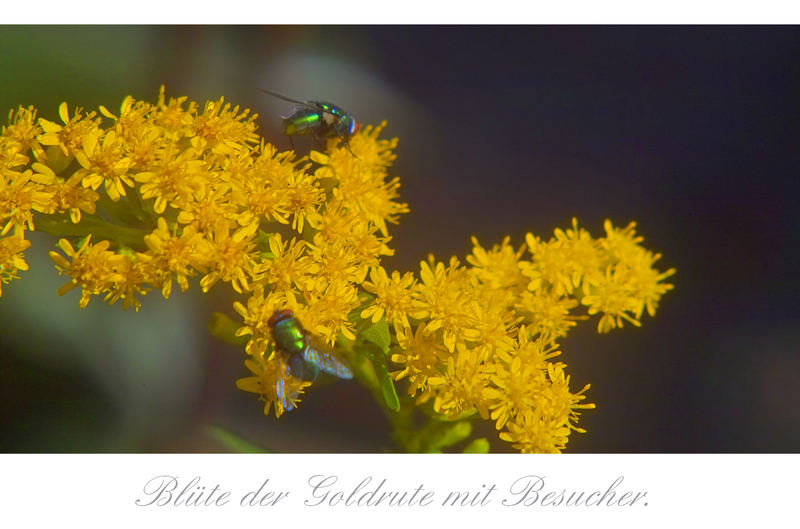 Blütenrispe der Goldrute mit Besucher.