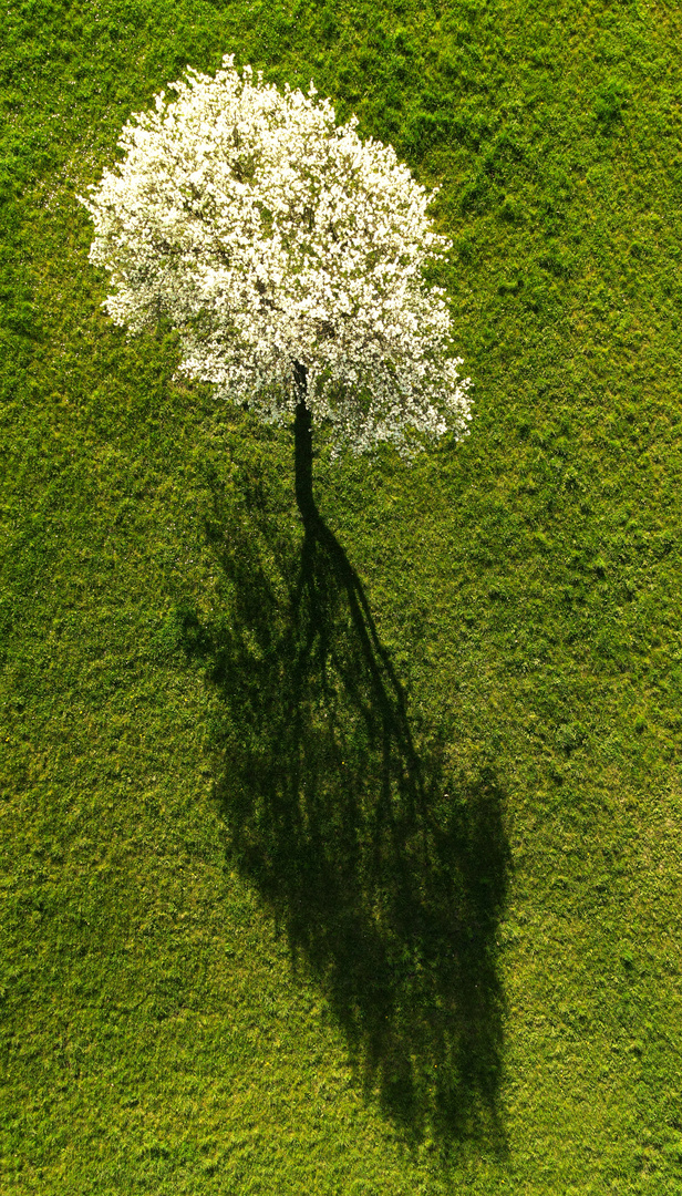 Blütenschatten 