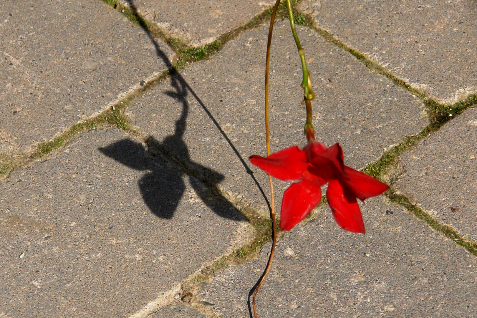 Blütenschatten