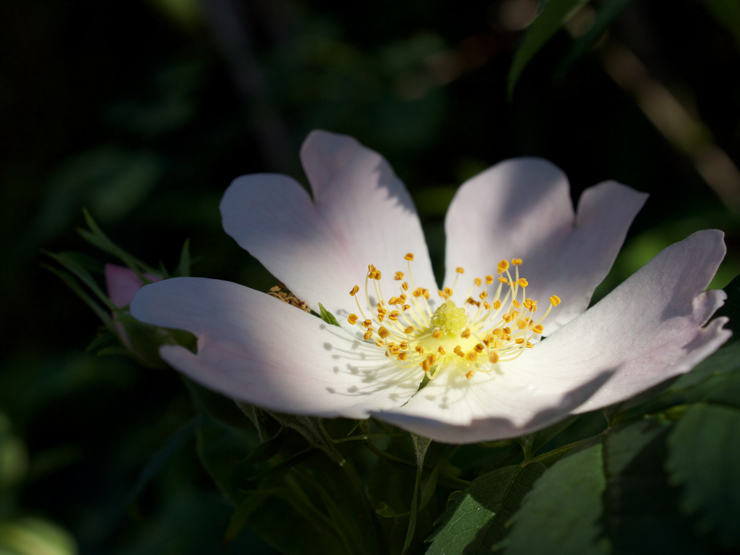 Blütenschatten