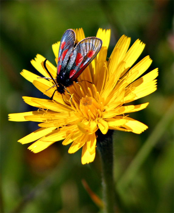 Blütenschmuck