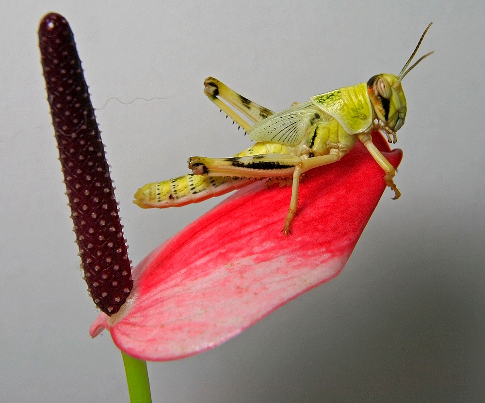 Blütenschmuck