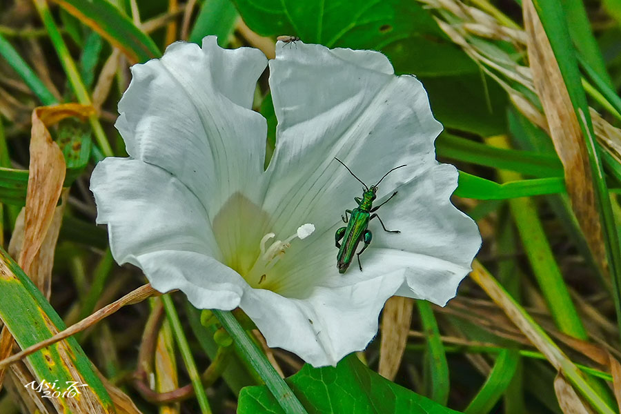 Blütenschmuck