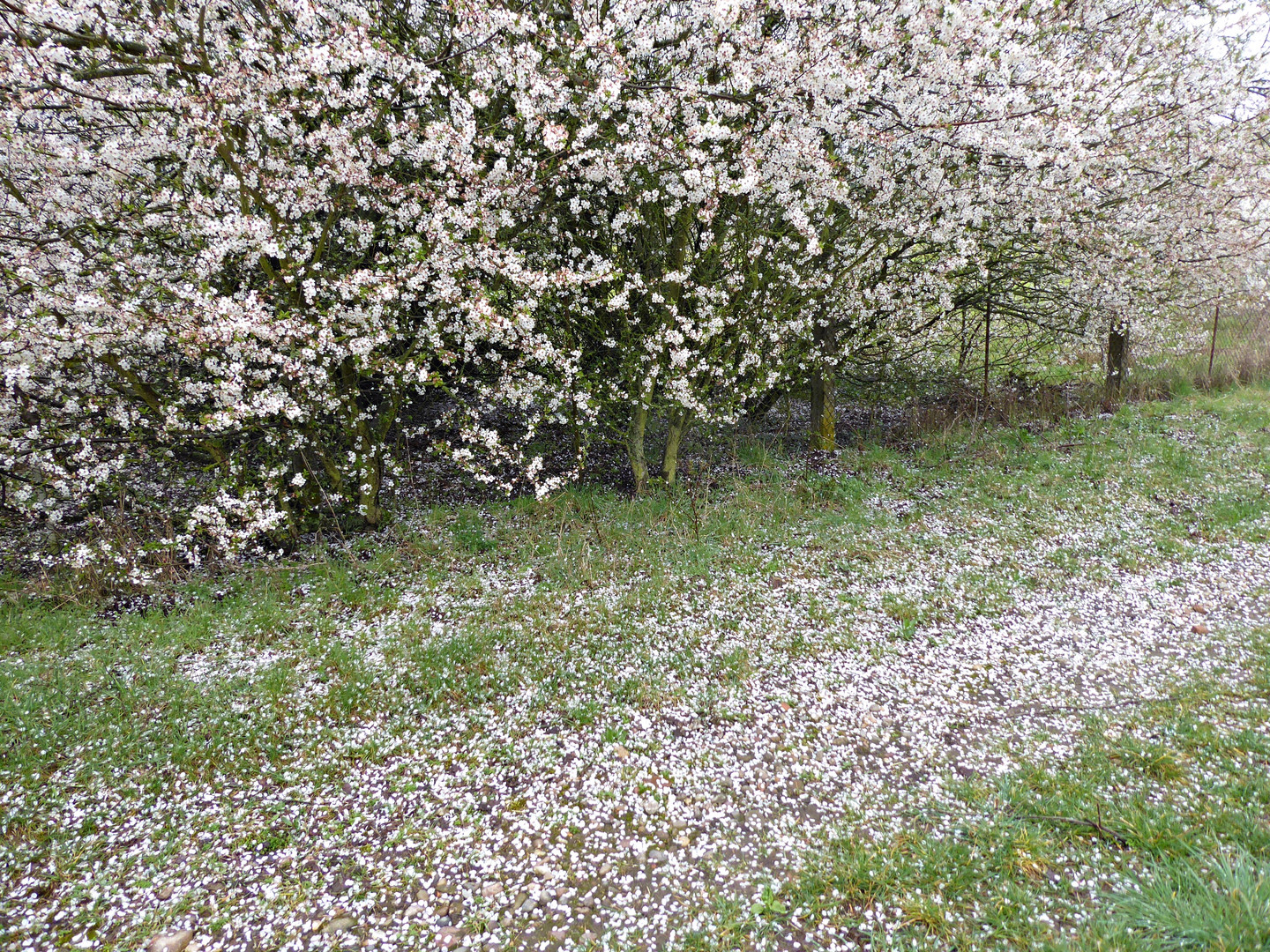 Blütenschnee