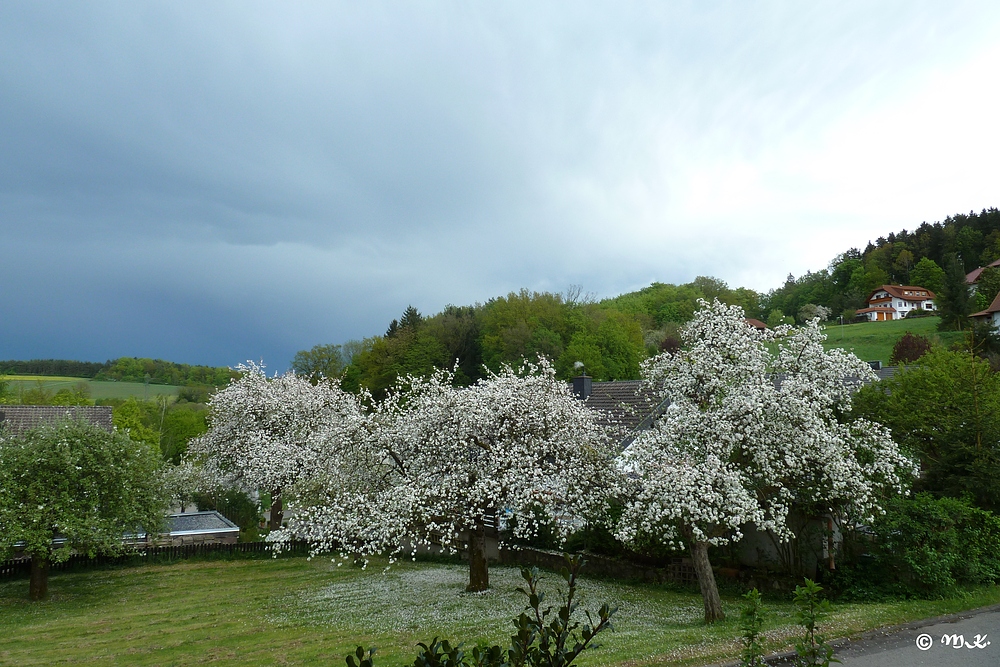 Blütenschnee