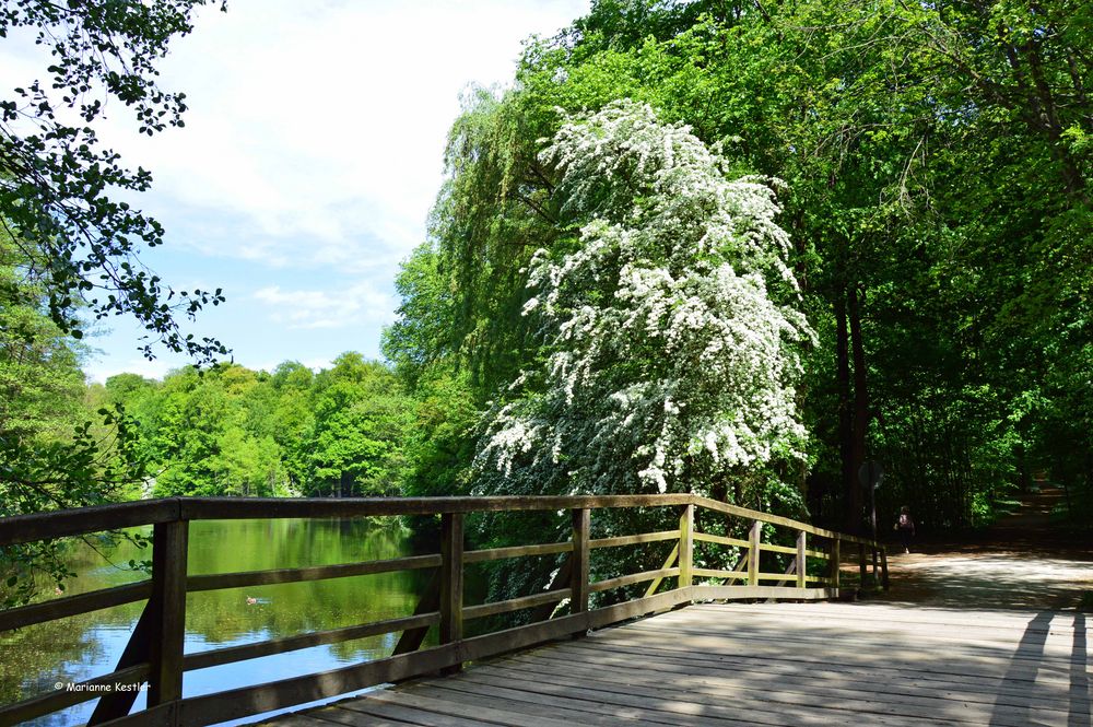 Blütenschnee