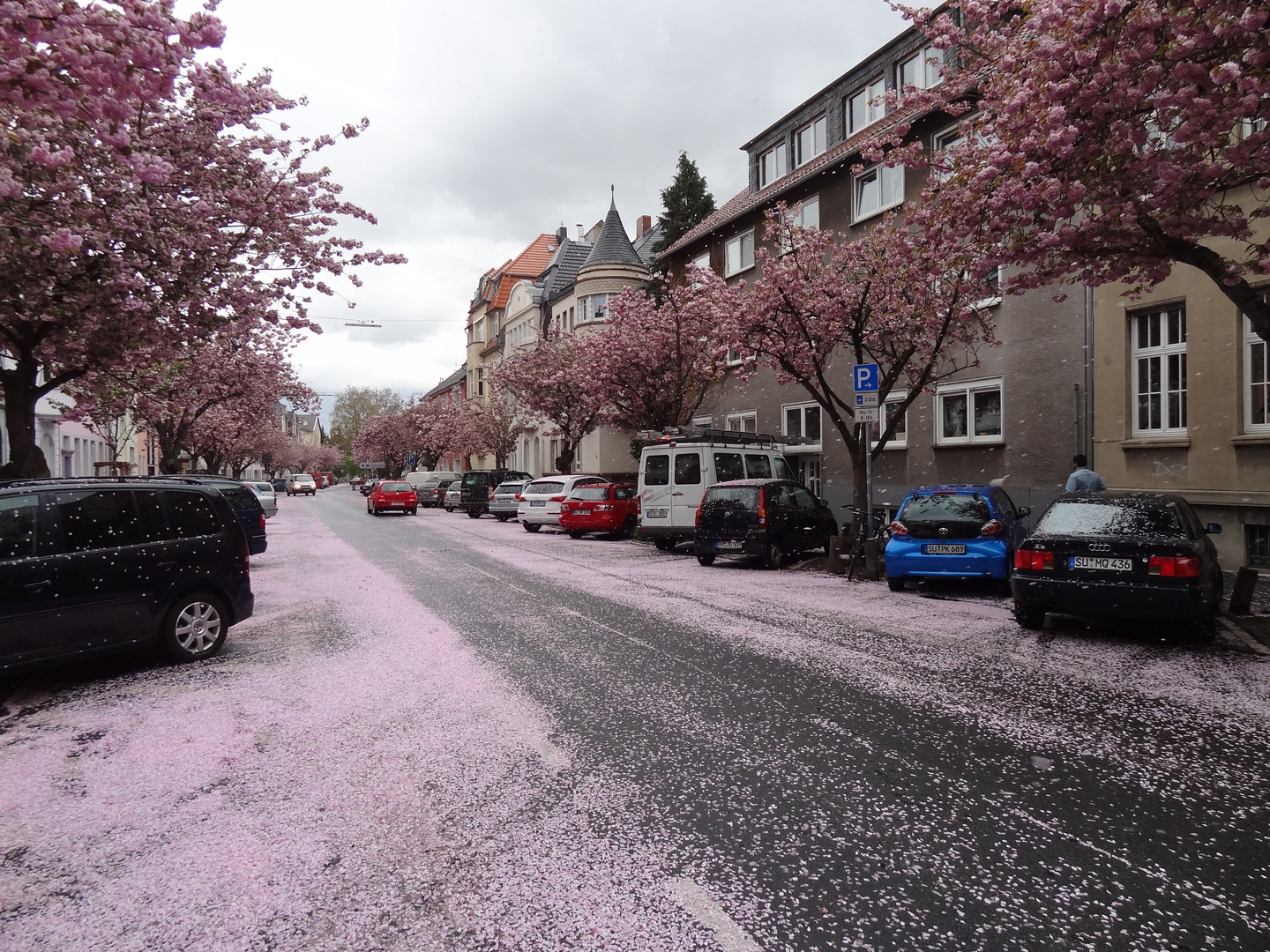 Blütenschnee in Bonn-Beuel