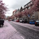 Blütenschnee in Bonn-Beuel