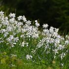 Blütenschnee über dem Genfersee