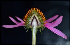 Blütenschnitt - Echinacea