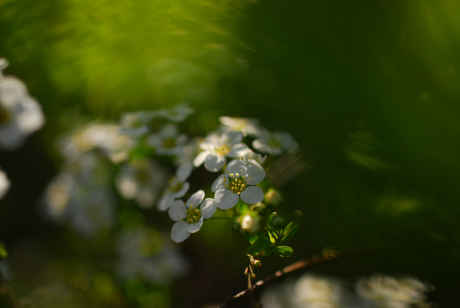 Blütenschönheit in Licht und Schatten