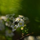 Blütenschönheit in Licht und Schatten