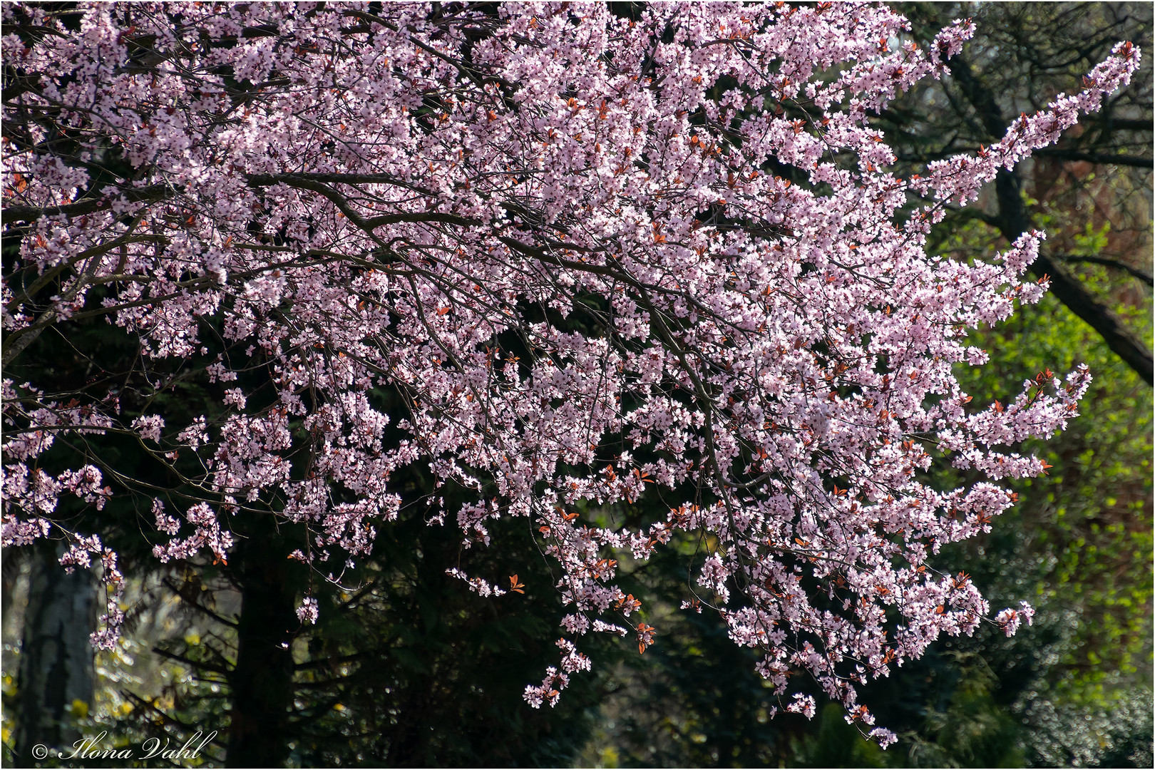 Blütenschwall