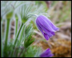 Blüten & Pflanzen