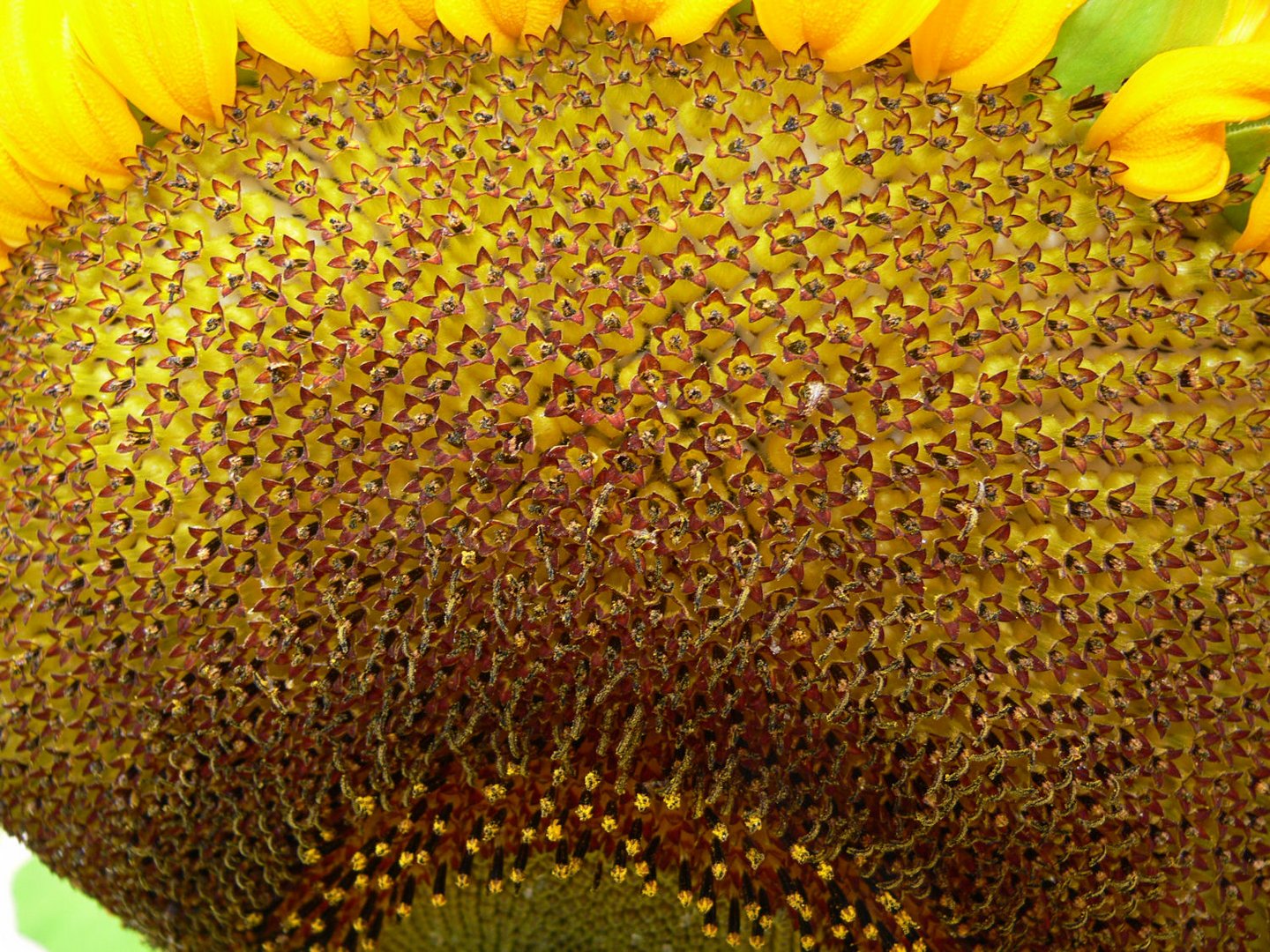 Blütensonnenblume