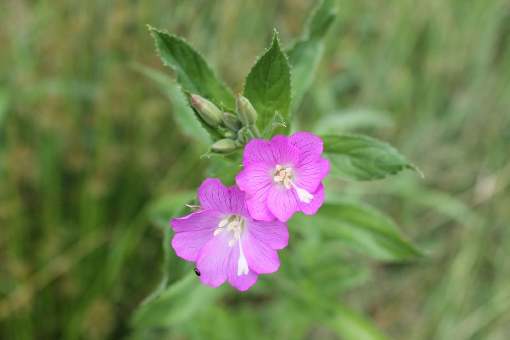 Blütenspaziergang