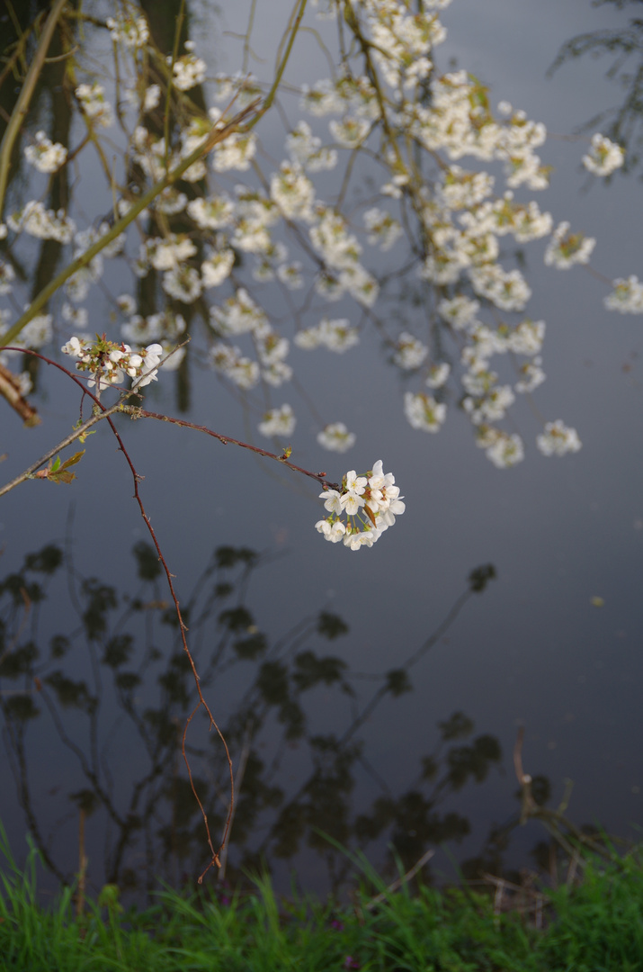 BlütenSpiegelBlüten