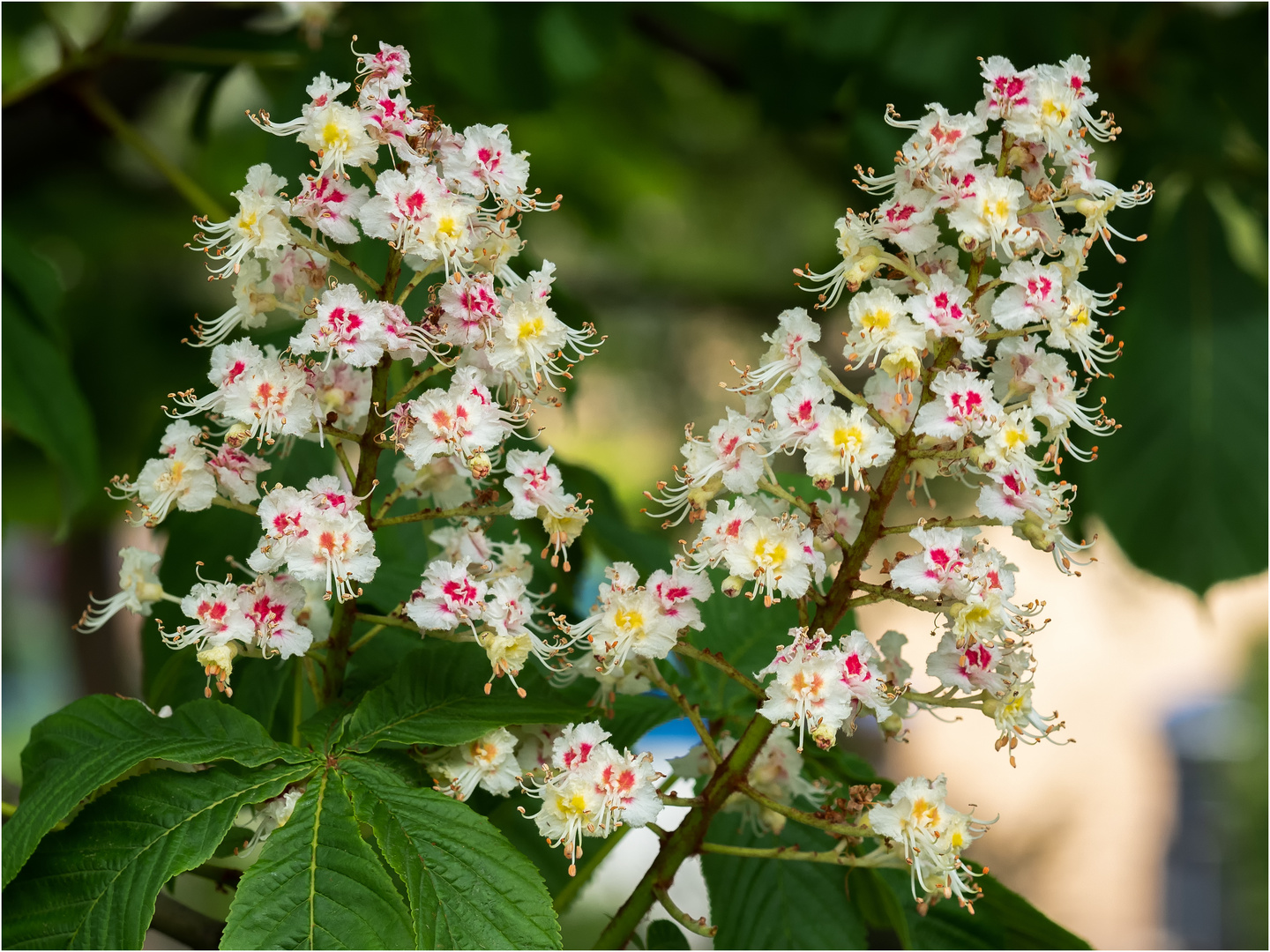 Blütenstände der Gewöhnlichen Rosskastanie (Aesculus pavia) 