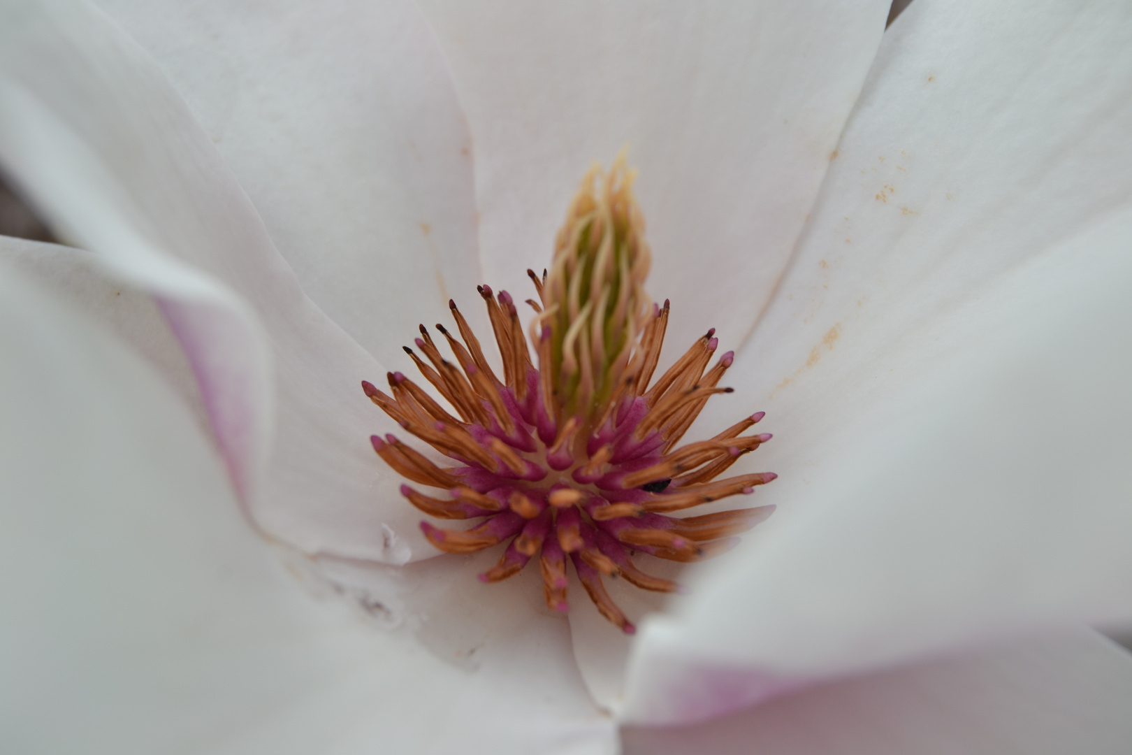 Blütenstängel einer Magnolie