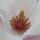 Blütenstängel einer Magnolie