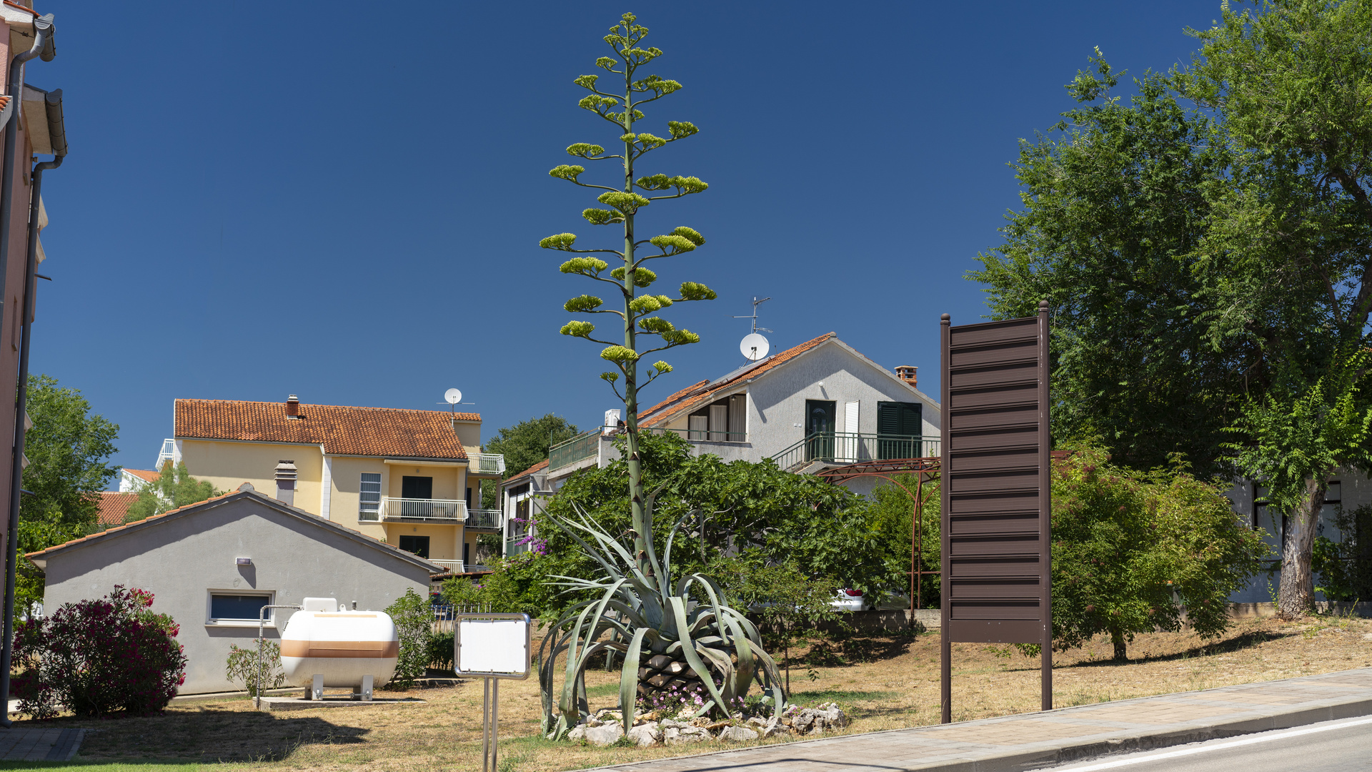 Blütenstamm der Agave