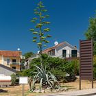 Blütenstamm der Agave