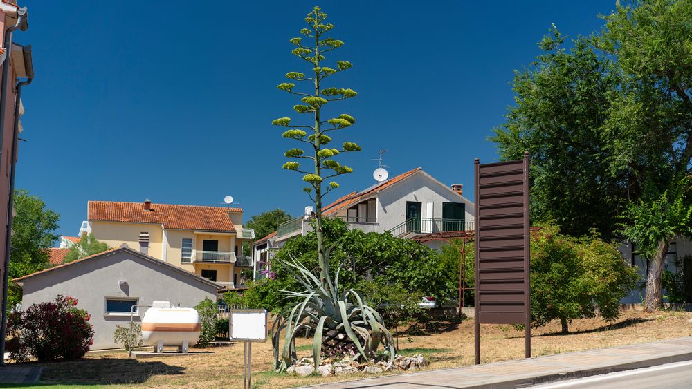 Blütenstamm der Agave