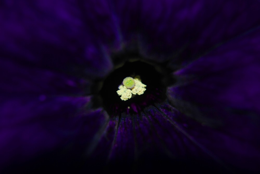 Blütenstand 2 von Martin Kiener 