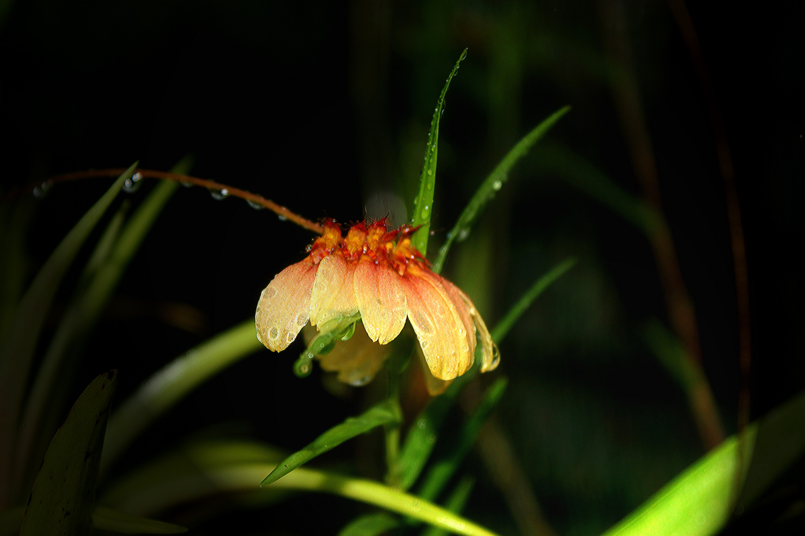 Blütenstand Bulbophyllum, Botanic Gardens, Darwin