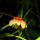 Blütenstand Bulbophyllum, Botanic Gardens, Darwin