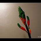 Blütenstand der Aloe variegata (Tiger oder Papageienaloe)