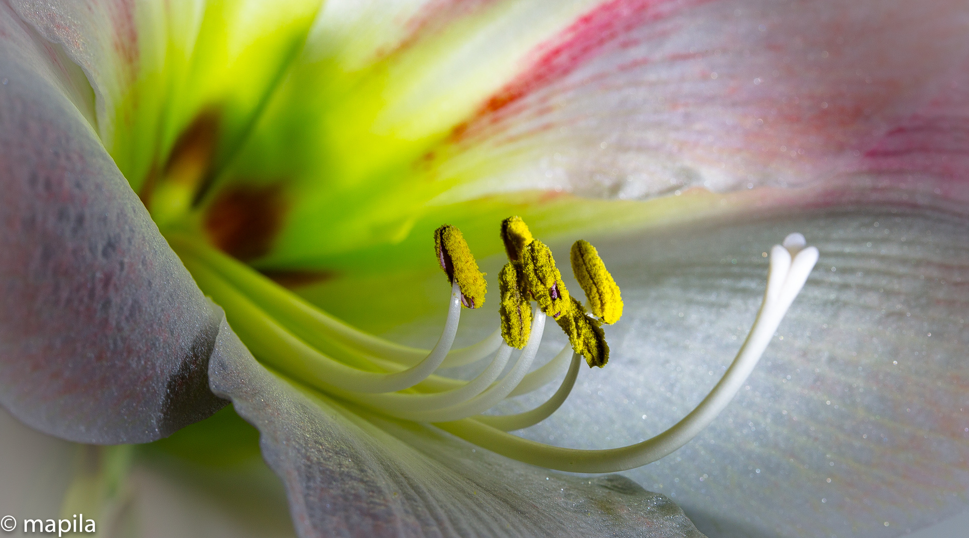 ...Blütenstand der Amaryllis...