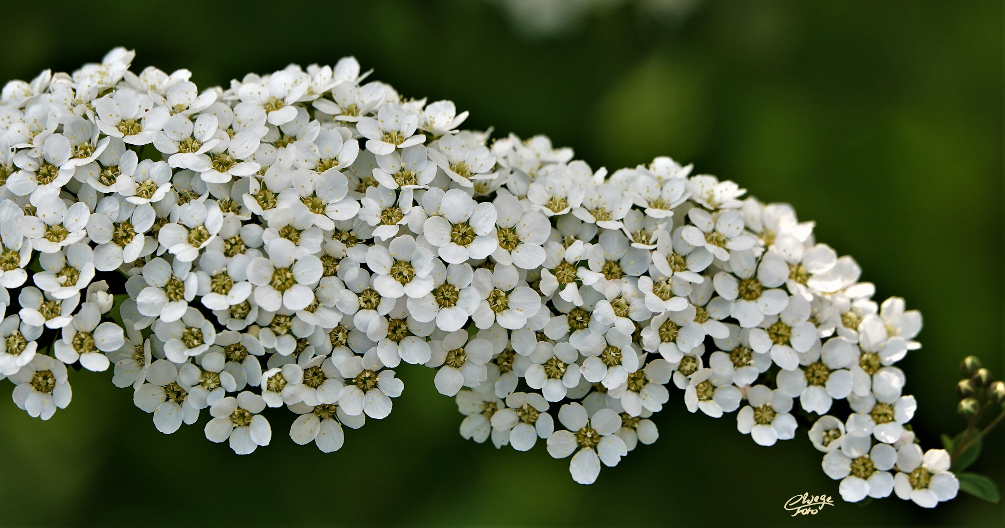 Blütenstand der Frühlingsspiere