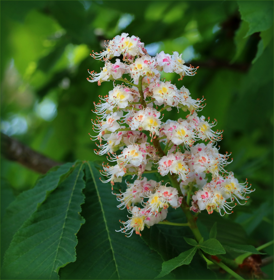 Blütenstand der Gewöhnlichen Rosskastanie (Aesculus hippocastanum).