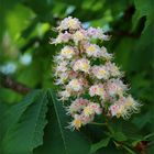 Blütenstand der Gewöhnlichen Rosskastanie (Aesculus hippocastanum).