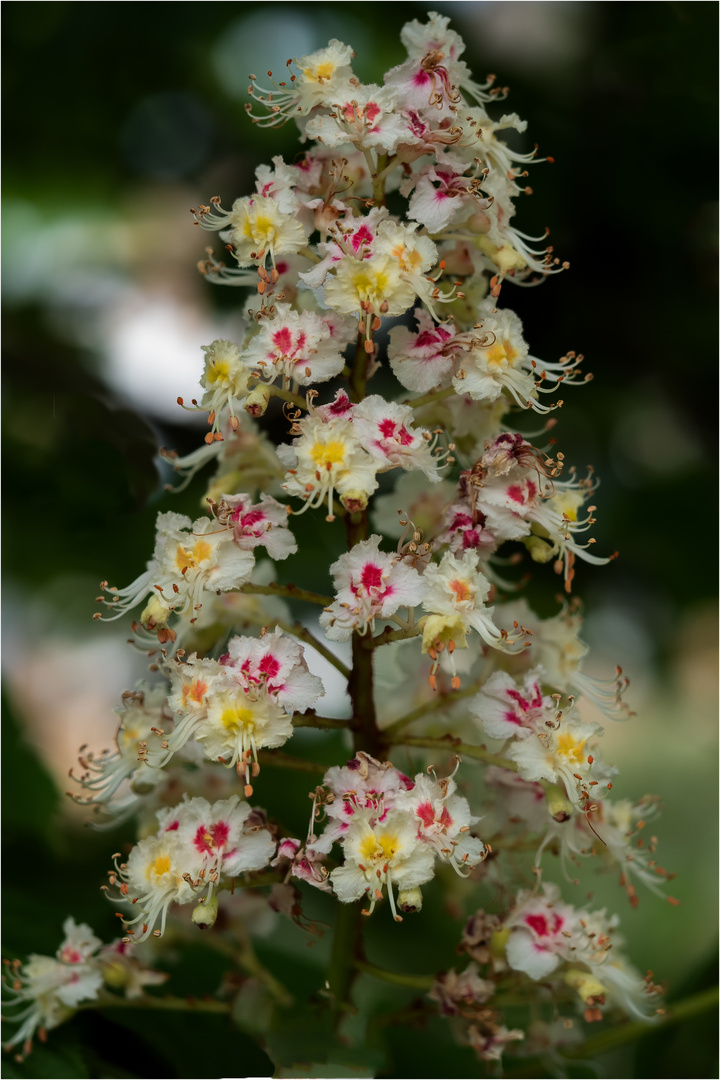 Blütenstand der Gewöhnlichen Rosskastanie (Aesculus pavia)