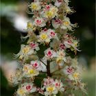 Blütenstand der Gewöhnlichen Rosskastanie (Aesculus pavia)