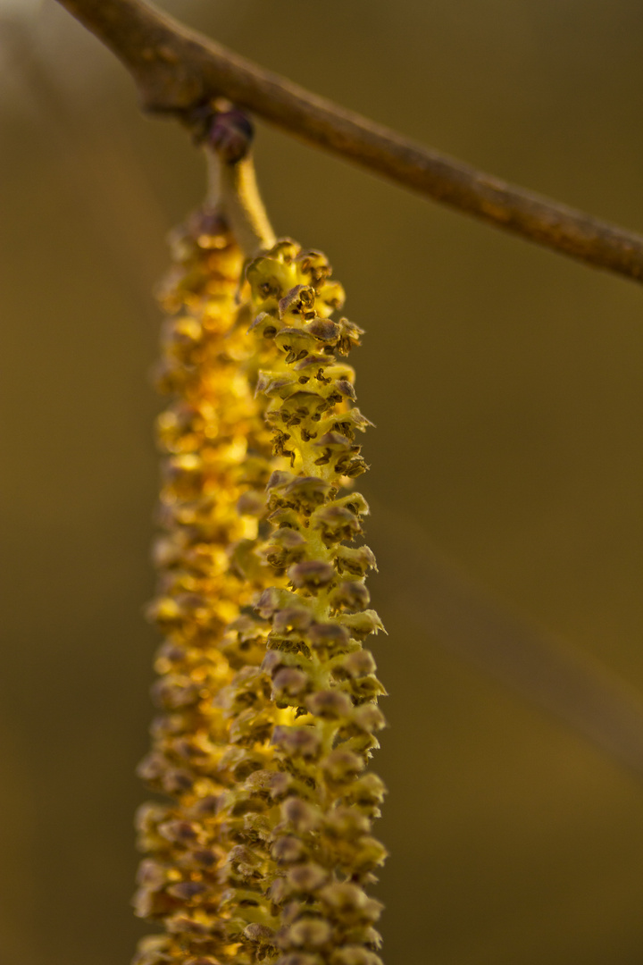 Blütenstand der Hänge-Birke (Betula pendula)